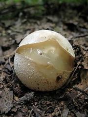 Настойка гриба Веселка