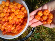 СЕЗОННАЯ РАБОТА В ШВЕЦИЙ 2013 . СБОР ЯГОД