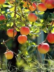 Требуются сезоные рабочие