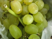 Разнорабочие по сбору фркутов, Крым